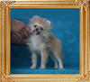 Canton_Brennan_Wolf_3mo_3wk_3lbs_P6-5_9168_.jpg