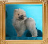 Canton_Brillant_Mink_176lbs_2mo_3wk_P6-4_0371.jpg