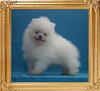 Canton_Brillant_Queen_2mo_1wk_1.6lbs_P6-6.jpg