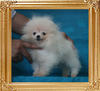 Canton_Brilliant_Cloud_1.98lbs_3mo_3wk_P6-5_0876.jpg