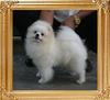 Canton_Brilliant_King_I_57lbs_10mo_8031_A_Final.jpg