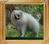 Canton_Bubba_5453__10.5mo_21cm_5.5lbs_47384.jpg
