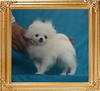 Canton_Burma_Bubba_1.8lbs_4mo_49585.jpg