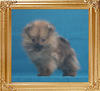 Canton_Candy_Sweet_3mo_0.99lbs_P6-6_4576.jpg