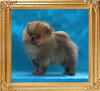 Canton_Cast_No_Doubt_2mos_1wk_1.1lb_framed.jpg