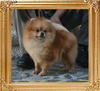 Canton_Dame_Delight_2yr_6mo_55lbs_8359.jpg