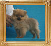 Canton_Dazzling_Bella_1.76lbs_P6-6_2mo_2wk_5953.jpg