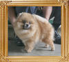 Canton_Delphine_4yr_3mo_2.4lbs_3022.jpg