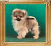 Canton_Dillon_Star_2630.jpg