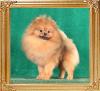Canton_Dream_Lover_1_yr_8_mos_9781.jpg