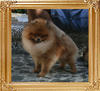 Canton_Dreamin_of_Rose_1yr_8mo_2.2lbs_4996.jpg