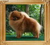 Canton_Emperor_1_yr_5_mo_31124.jpg