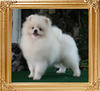 Canton_Fair_Invader_4lbs_6mo_46076.jpg