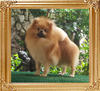 Canton_Fearless_Beast_2_8mos.JPG
