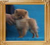 Canton_Forbidden_Kingdom_P6-6_2.4lbs_4mo_1wk_1457.jpg