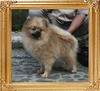 Canton_Foxy_Silver_6.82lbs_1yr_1mo_2414.jpg