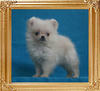 Canton_Foxy_White_2.2lbs_2mo_2934.jpg