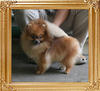 Canton_Gaiety_1yr_2mo_2wk_4.2lbs_6599.jpg