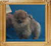 Canton_Galactic_Power_Unregistered_4mo_1.87lbs_P6-4_4276.jpg