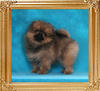 Canton_Gallant_Knight_2mos_1.2lb_framed.jpg