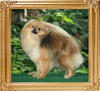Canton_Gallant_Lady_A_1yr_8lb_46112.jpg