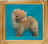 Canton_Golden_Adventurer_1.7lbs_2mo.jpg