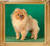 Canton_Goldie_Flynn._6_mo.jpeg