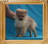 Canton_Hakuna_Choice_2.8lbs_at_4mo_3wk_P6-6_5888.jpg