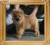 Canton_Halisby_3.08lbs_5mo_P6-6_3354.jpg