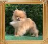 Canton_Happy_Star__4mos_9060.jpg