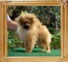 Canton_Heavenly_Prince_6mos_3.9lbs_IMG_3190.jpg