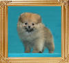 Canton_Hot_Coquette_2lbs_at_2mo_3wk.jpg.jpg