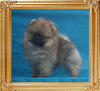 Canton_Hot_Shot__1.32lbs_2mo_1wk_5294.jpg