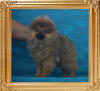 Canton_Impossible_Beauty_2.2lbs_3mo_2wk_P6-6_1270.jpg