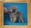 Canton_Impossible_Choice_4mo_1wk_3lbs_P6-6_9281_.jpg