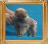 Canton_Impossible_Hedy_1.32lbs_3mo_1wk_P6-6_6790.jpg