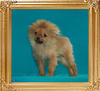 Canton_Jacqui_Dee__6585__1mo_1.8lbs_6-6_47533.jpg