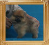 Canton_Jungle_Prince_1.65lbs_1mo_3wk_P6-6_0176.jpg