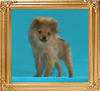 Canton_Kaimanawa_King_3lbs_at_3mo_2wk_47392.jpg