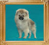 Canton_Katrina_Wolf__6544_4mo_3.5lbs_6-6_47535.jpg