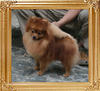 Canton_Kesha_Kelly_11mo_2wk_6lbs_6987_.jpg
