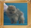 Canton_Kotse_Brite_2.2lbs_3mo_P6-6_7697.jpg