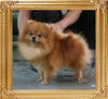 Canton_Life_is_Wonderful_1yr_5mo_2.85lbs_5992.jpg