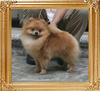 Canton_Lucky_Khan_4.84lbs_2yr_3mo_7800.jpg