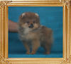 Canton_Lucky_Li_242lbs_eee2mo_3wk_P6-6_1116_.jpg