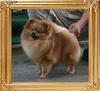 Canton_Mad_Max_8mo_5.5lbs_9574.jpg