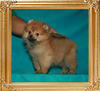 Canton_Madame_Beaufort_3mo_3wk_2.2lbs_47659.jpg