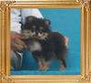 Canton_Madame_Pompadour_1.9lbs_3mo_P6-5_3550.jpg