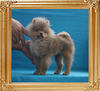 Canton_McQueen_2.75lbs_at_4mo_7133.jpg