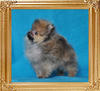 .6lb at 2 months 3 ½ weeks Canton_Meryl_Streep_46006_Tiny_2_mo_3_and_a_half_weeks_0.6lb_2011-09-16.jpg